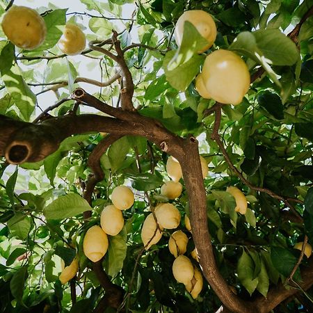 Il Giardino Dei Limoni Daire Polvica Dış mekan fotoğraf