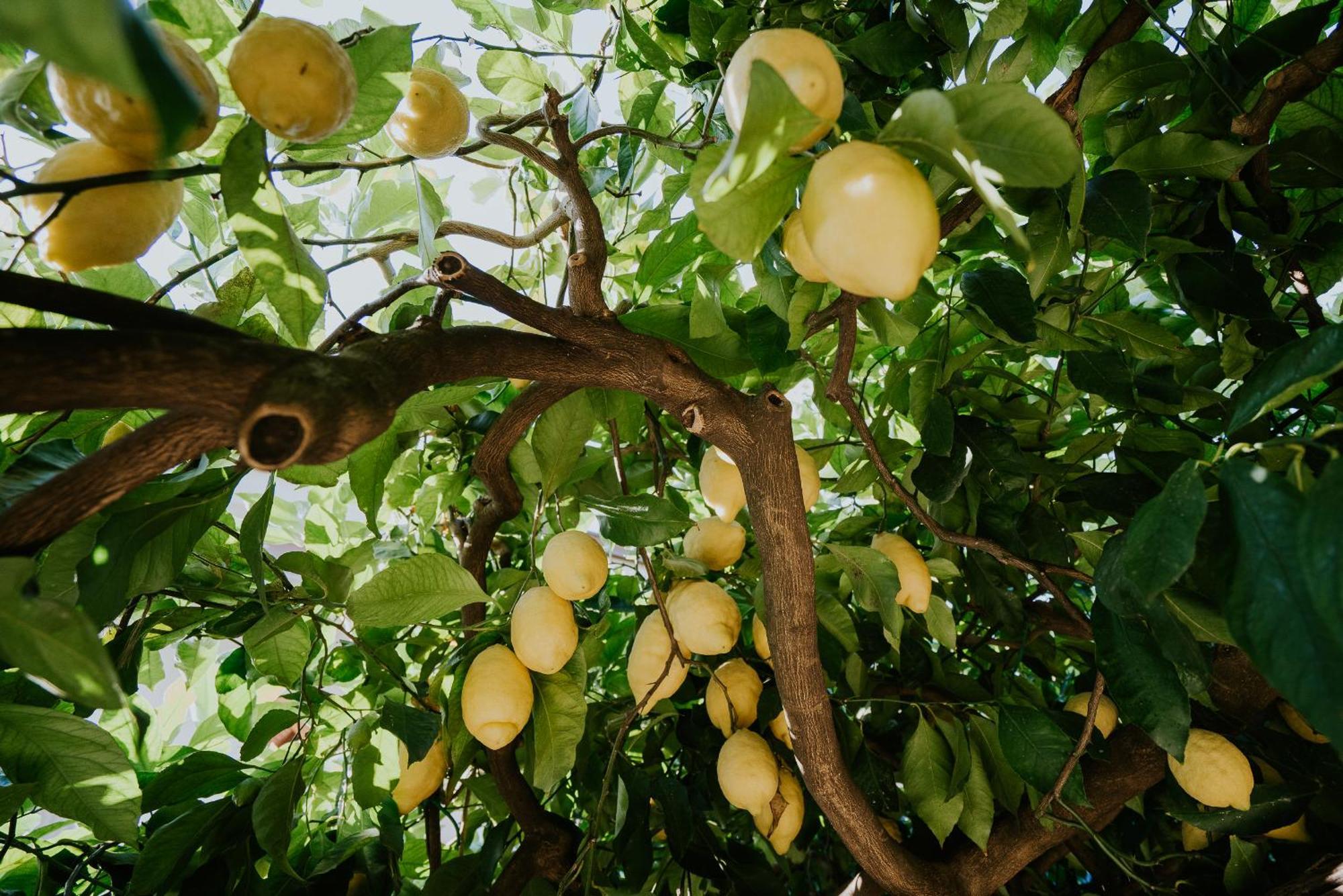 Il Giardino Dei Limoni Daire Polvica Dış mekan fotoğraf