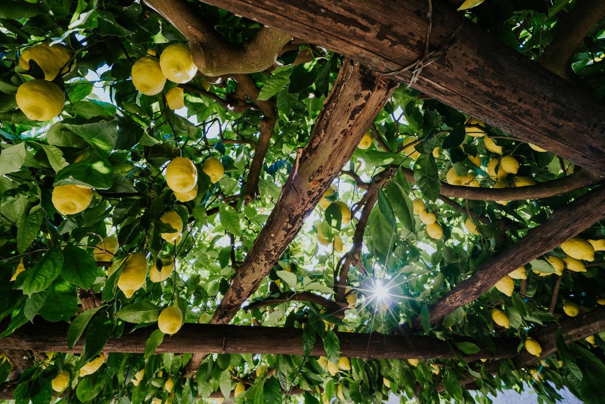 Il Giardino Dei Limoni Daire Polvica Dış mekan fotoğraf